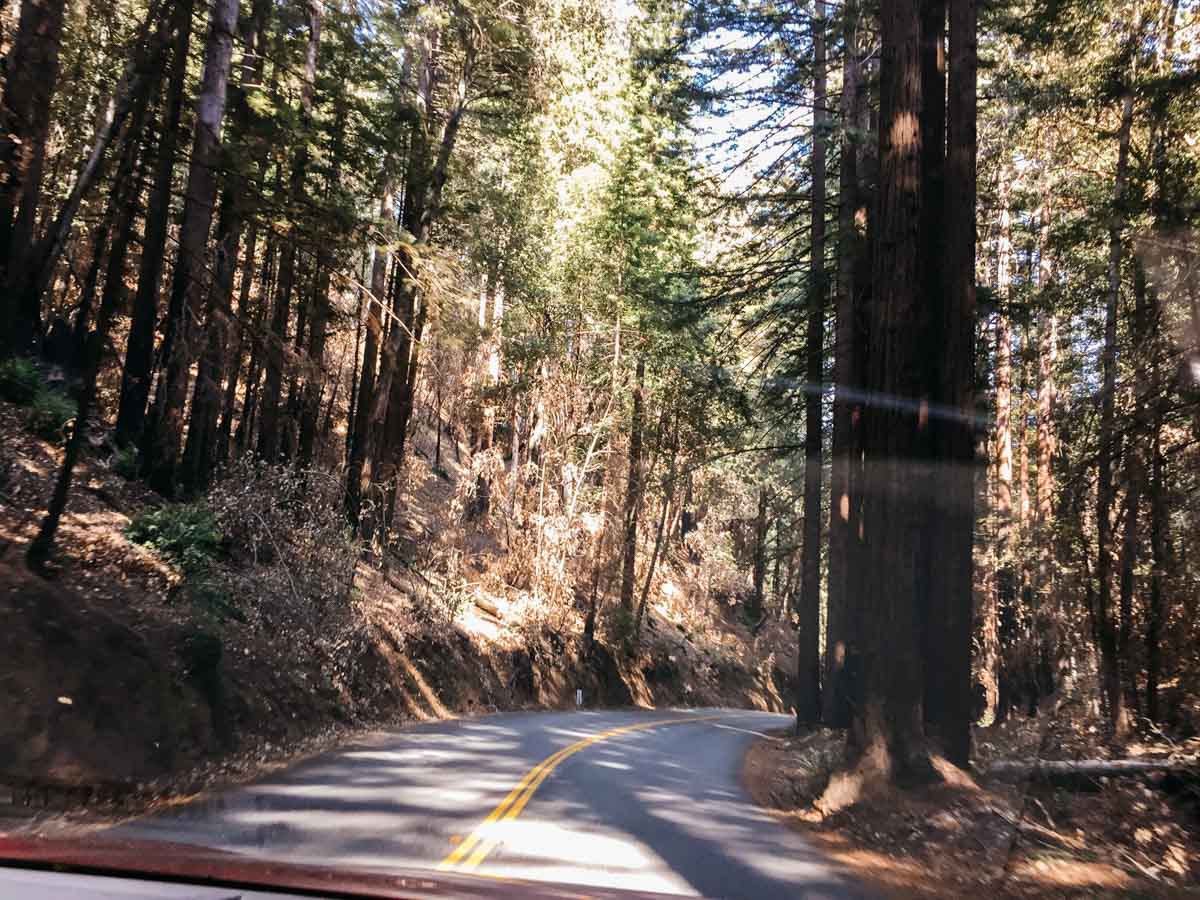 Highway through the woods | Ben Lomond, California | Carla Gabriel Garcia
